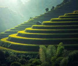 Golden rice terraces in the hills Green and golden rice terraces on hillside at sunset